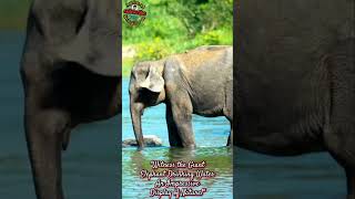 Giant Water Drinking Elephant Natures Impressive Show Elephants Wildlife ElephantsDrinkingWater [upl. by Evilo]