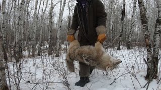 On the Trapline Ep6  New Chainsaw More Coyote and Beaver Trapping Truck Maintenance [upl. by Rovelli]