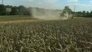 Wheat farming an indepth view for older children [upl. by Moreland]