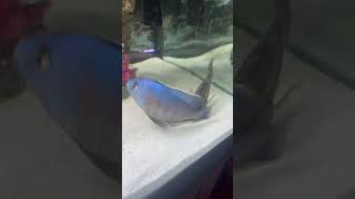 African Cichlids Breeding mbunacichlidsnyc fish aquarium aquatics africancichlids nyc ny [upl. by Lossa]