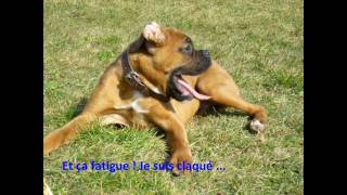 First  Chiot boxer 5 mois [upl. by Eynahpets]