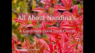 All About Nandinas  A Gardeners Good Luck Charm [upl. by Nairot412]