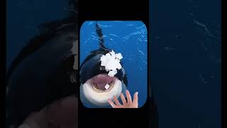 Why Orca Whales Hydrate Before Eating The Surprising Reason [upl. by Kingsly]