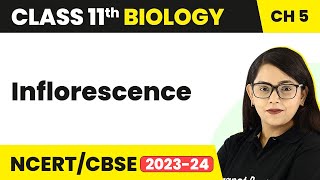 Inflorescence  Morphology of Flowering Plants  Inflorescence Class 11  Biology Class 11 [upl. by Llerraj872]