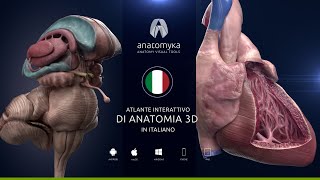 Anatomy Academic PRO IT 12  ora in italiano [upl. by Eyoj]