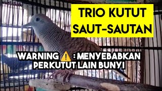 Pancingan Trio Perkutut Saling Bunyi cocok untuk terapi bunyi jantan pasti NYAUT 100 [upl. by Innattirb]