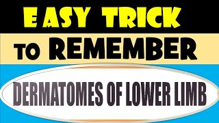 Easy Trick to Remember Dermatome of Lower Limb [upl. by Crin193]