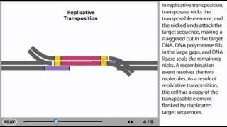 Transposons Animation  DNA transposable elements [upl. by Caz]