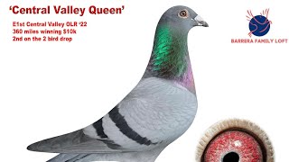 1st Place Racing Pigeon [upl. by Ganiats166]