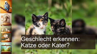 Katze oder Kater Geschlecht erkennen [upl. by Mccready]