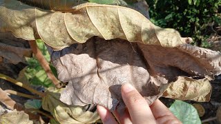 😴 ASMR Rubbing Dry Leaf sound Low Quality No TalkingBackground Noisenaturewalking scratching [upl. by Nich]