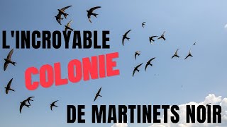 Lincroyable colonie de Martinets noirs  Alain Georgy [upl. by Enelyk821]