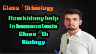 How kidney help in homeostasis  Role of kidney in homeostasis class10 biology [upl. by Malanie630]