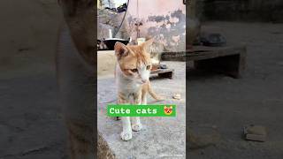 Cute cats 😻 🐈 kitten cat 😺🐈cutecat cat catlover kitten cute funny trending kitty shorts [upl. by Ueik]