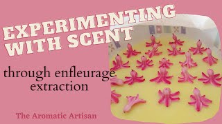 WinterSpring Extractions for Enfleurage Perfume [upl. by Ramej881]