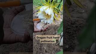 Dragon fruit flower pollination technique [upl. by Lambert]