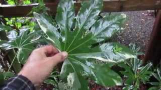 Growing Fatsia japonica [upl. by Joana]