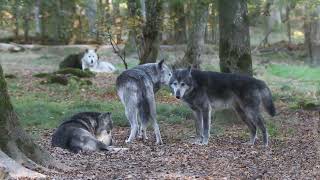 28 10 2024 Parc de Sainte Croix [upl. by Xuaeb235]