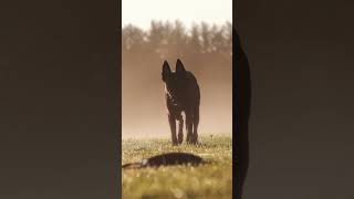 Belgian shepherd Malinyaбельгийскаяовчарка belgianmalinois [upl. by Samled542]