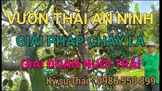 377 Giải Pháp Cháy Lá giai đoạn Nuôi Trái  Vườn Thái An Ninh trái 40 ngày  Kỹ sư Thái [upl. by Pryce468]