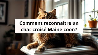 Comment reconnaître un chat croisé Maine coon [upl. by Seavey22]