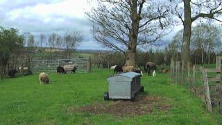 Bouncing Shetland Lambs [upl. by Holofernes]