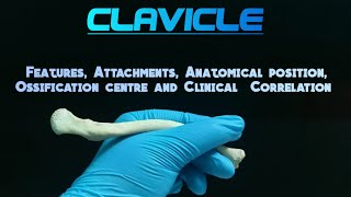 CLAVICLE  OSTEOLOGY🩺  1st Year MBBS⚕  Exam and Viva Oriented🤍  Quick Revision [upl. by Newkirk]