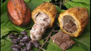 Cómo sembrar y convertir el Cacao en Chocolate  TvAgro por Juan Gonzalo Angel [upl. by Saref]