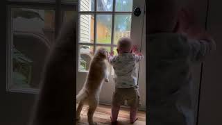 Dogs and babies part 45 dogsandbabies adorablepetmoments puppyshorts dogsandchildren [upl. by Einwat185]