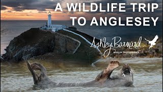 Wild Anglesey A Photography Journey Through my lens [upl. by Aruasor]