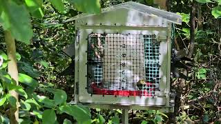 Bellbirds and Stitchbirds at syrup feeding station  TiriTiri Matangi  New Zealand Birds [upl. by Shoemaker]