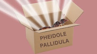 Pheidole Pallidula Unboxing [upl. by Eemak]