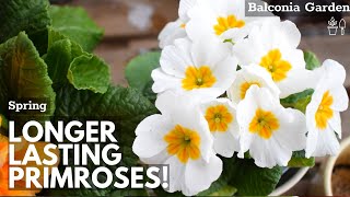 How To Make Primroses Bloom Longer When Grown Indoors 🌿 Balconia Garden [upl. by Harmonie]