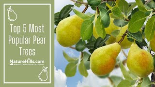 Top 5 Most Popular Pear Trees  NatureHillscom [upl. by Anesor]