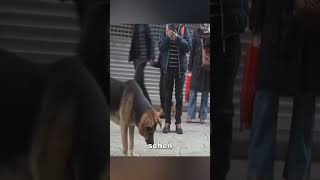 Dieser Hund hat seinen Platz wochenlang nicht verlassen ❤️ [upl. by Eednarb]