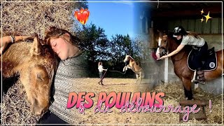 DES POULAINS À CROQUER DÉBOURRAGE DE TO DAI amp TAP AVEC ROX 💖🌈 [upl. by Rovelli]