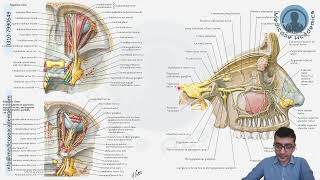 Nerves of the orbit [upl. by Arbed]