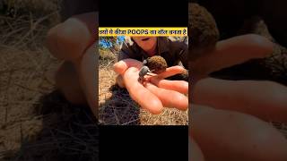 Why Dung Beetles Collect Poops 😱  DUNG BEETLE  shorts short [upl. by Donia211]