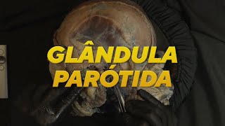 GLÂNDULA PARÓTIDA  ANATOMIA [upl. by Sukey]