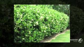 Ligustrum  garden plants [upl. by Pittel]