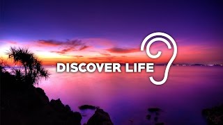 Uppermost  Discover Life [upl. by Adnamma]