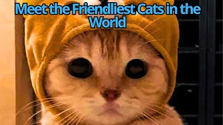 Meet the Friendliest Cats in the World [upl. by Ulphi950]