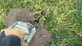 a good gopher catch in Cinch Trap [upl. by Llenyar]