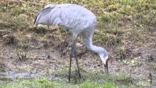 Crane Hunting and Pecking [upl. by Ajay]