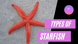 Beautiful sea starfish species in English  starfish [upl. by Neau]