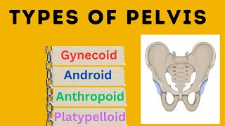 Types of Pelvis  Different types of pelvis with different morphology [upl. by Naivart835]