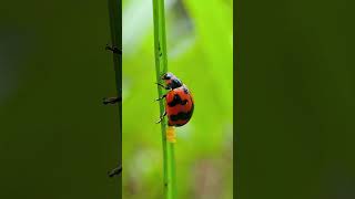 Coccinella transversalis known as ladybird beetle laying eggs Shorts Viral Trending Explore FYP [upl. by Attenat543]