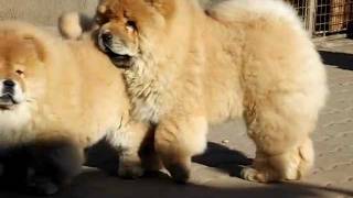 15 weeks old chow chow puppies [upl. by Aklim]