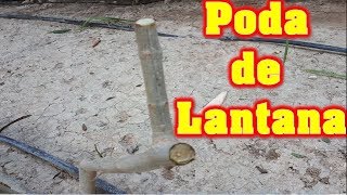 como y cuando podar la Lantana para tu jardintrucos y detallesLantana Camara [upl. by Wester]