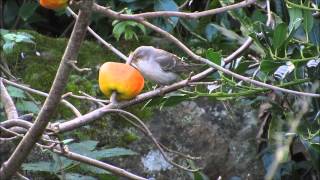 Barred Warbler at Portland Bill Dorset on 7th December 2014 [upl. by Acemat]